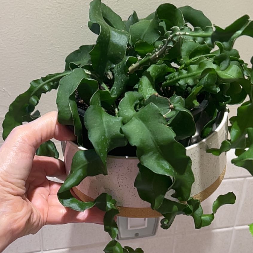 Photo of the plant species Climbing Cactus 'Album' by @ZestyGinseng25 named Diana on Greg, the plant care app