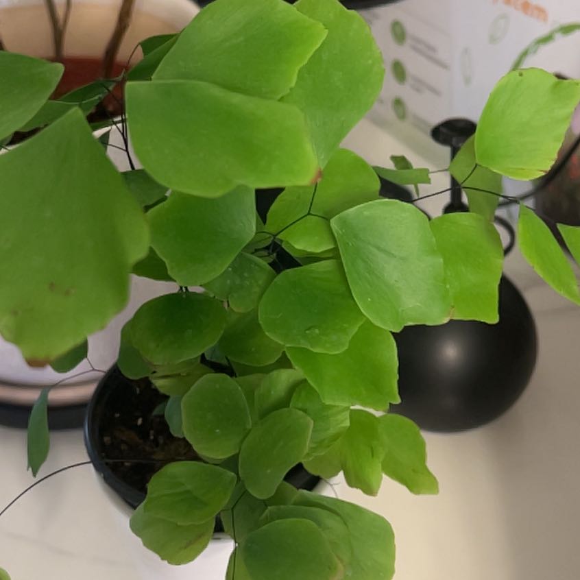 Photo of the plant species Peruvian Maidenhair Fern by @ZestyGinseng25 named Captain Plant-it on Greg, the plant care app