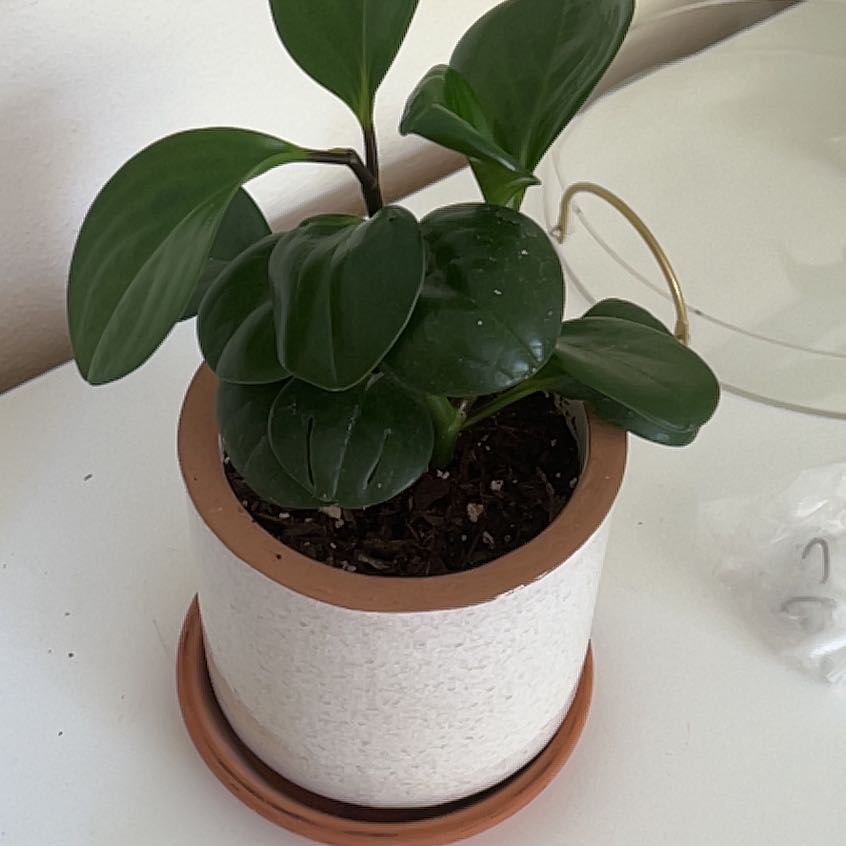 Photo of the plant species Variegated Spoonleaf Peperomia by @ZestyGinseng25 named Walt on Greg, the plant care app