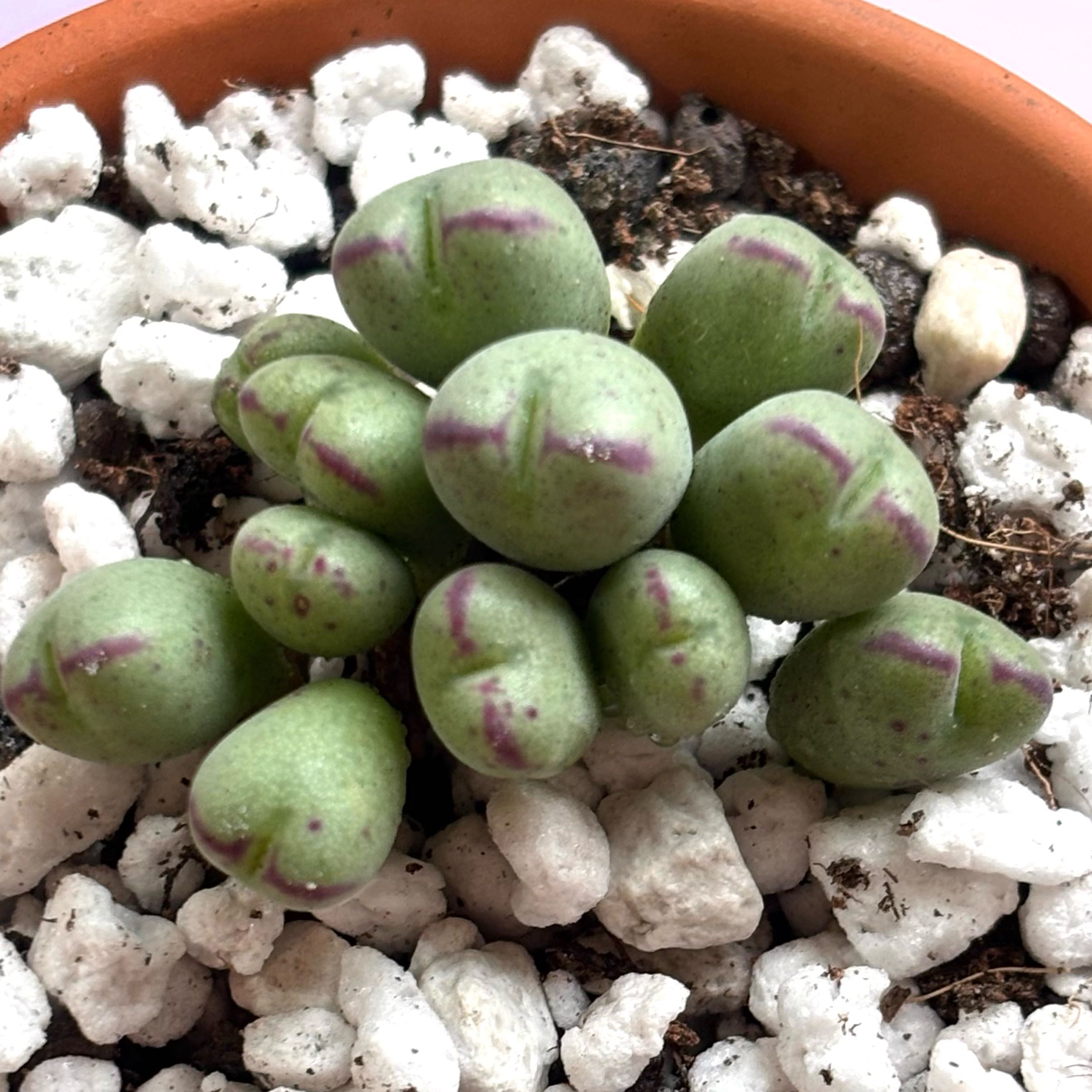Photo of the plant species Living Pebble by @RadDidelta6 named Leaf Erickson on Greg, the plant care app