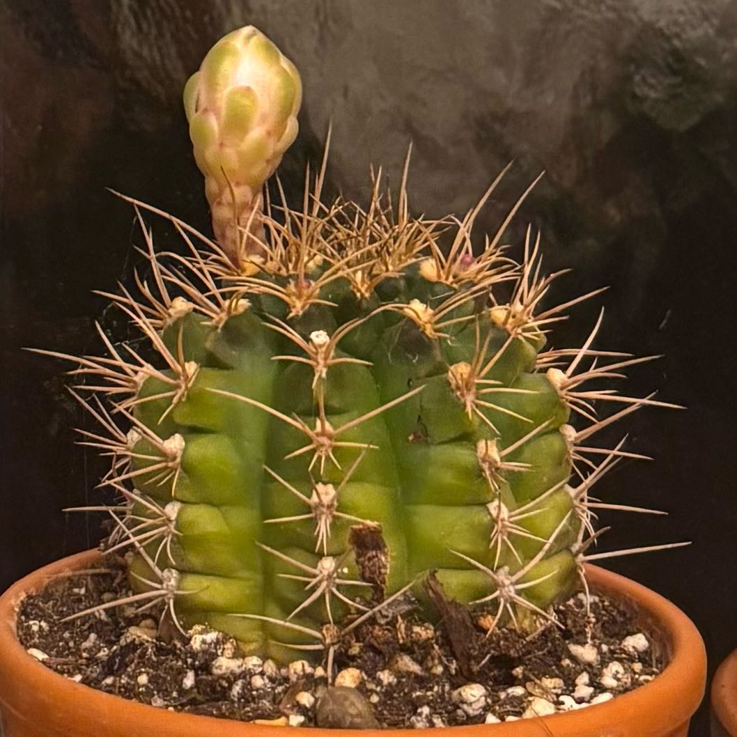 Photo of the plant species Assorted Gymnocalycium by @RadDidelta6 named Planty on Greg, the plant care app