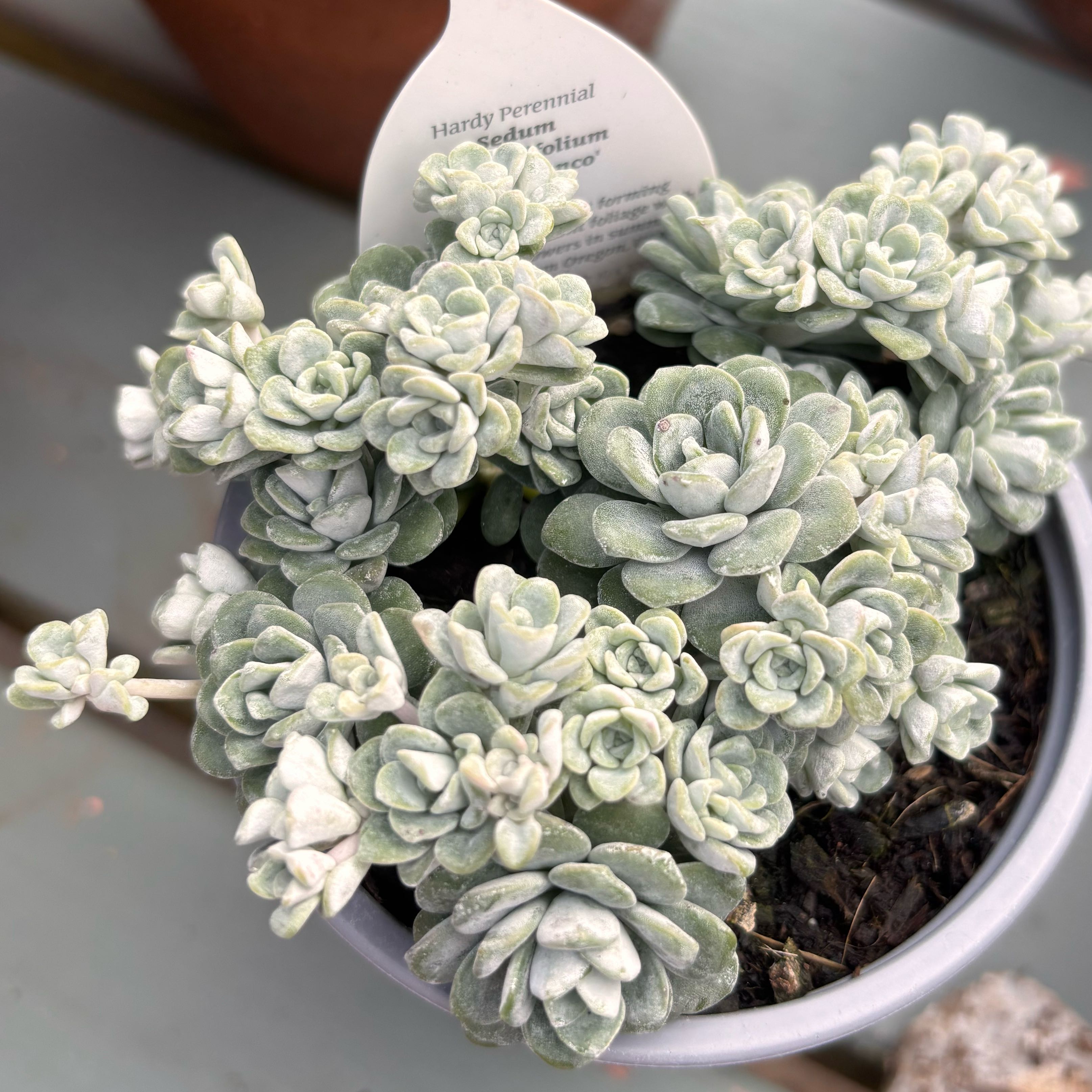 Photo of the plant species Sedum spathulifolium 'Cape Blanco' by @RadDidelta6 named Marilyn on Greg, the plant care app