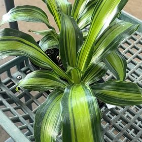 Photo of the plant species Dracerna Golden heart by @RadPilea65 named Navajo on Greg, the plant care app