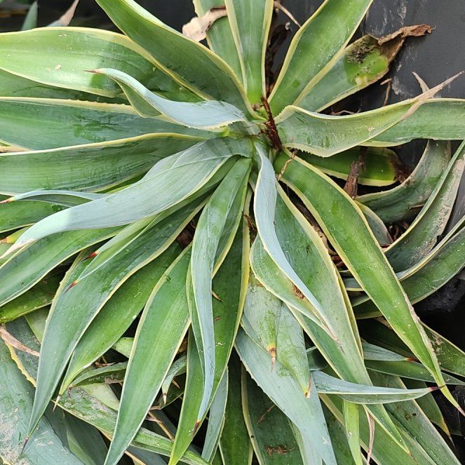 Photo of the plant species Twistleaf Yucca by @tinman519 named Kesha on Greg, the plant care app