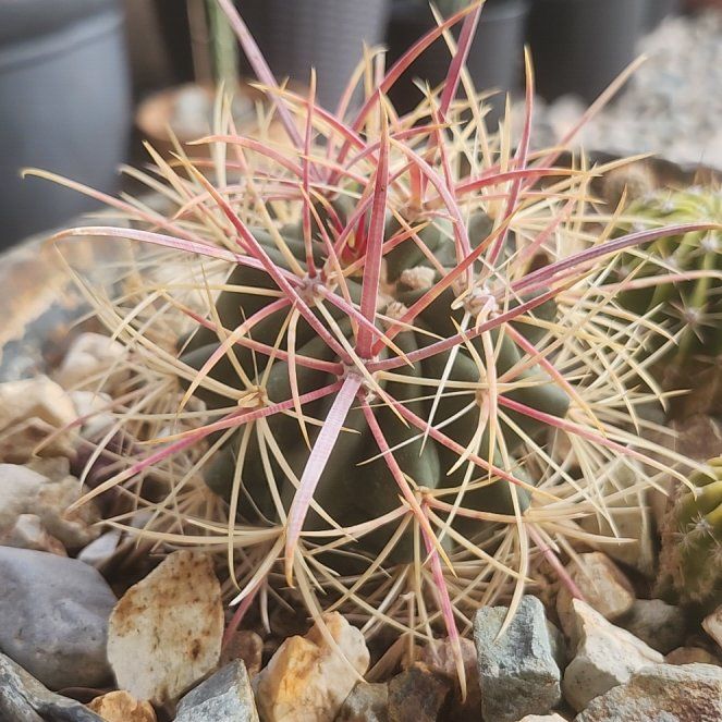 Photo of the plant species Compass Barrel Cactus by @tinman519 named Homer on Greg, the plant care app