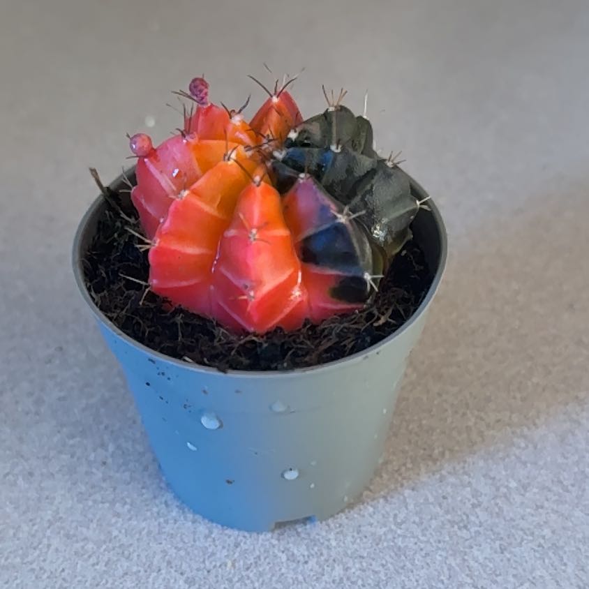 Photo of the plant species Variegated Moon Cactus by @Grow_getter named Moonbeam Icecream on Greg, the plant care app
