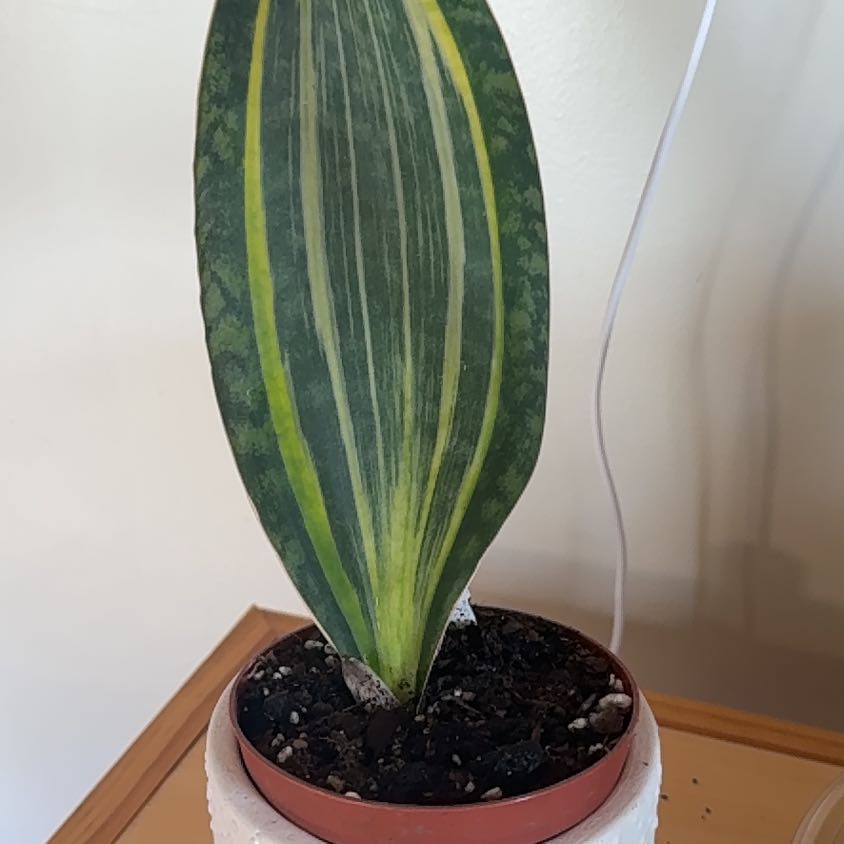 Photo of the plant species Variegated Whale Fin by @Grow_getter named Whale-y good plant on Greg, the plant care app