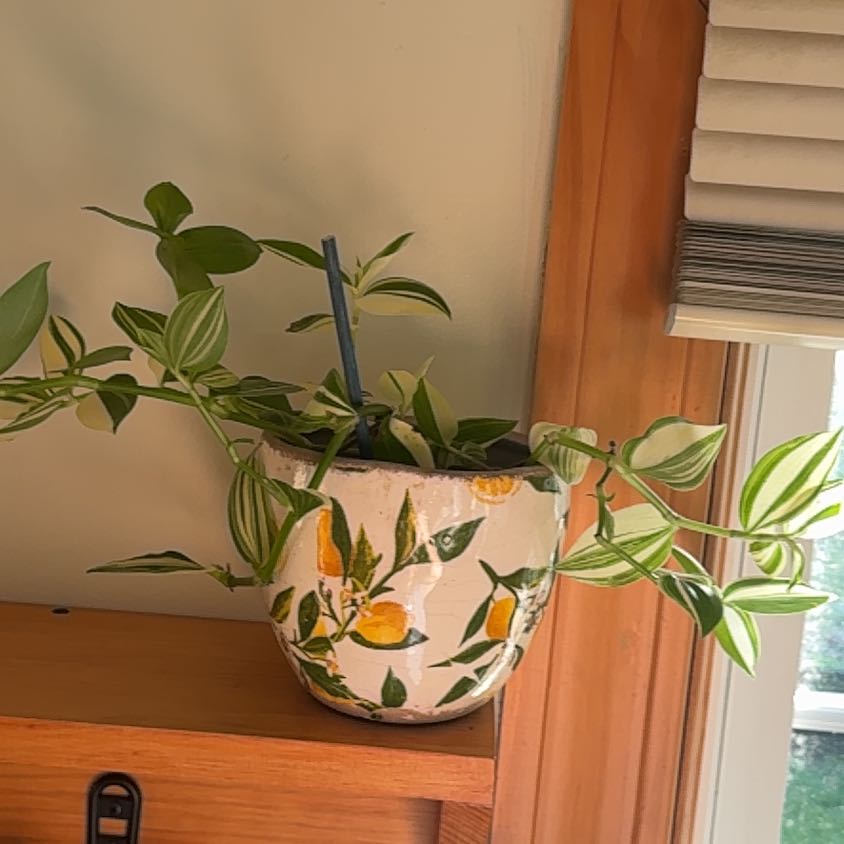 Photo of the plant species White Stripe Wandering Jew by @Grow_getter named Keanu Leaves on Greg, the plant care app