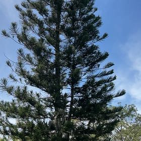 Photo of the plant species Cook's Pine by @YesNoni58 named Nemo on Greg, the plant care app