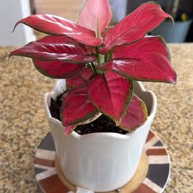Photo of the plant species Red King by @UberChinotto55 named Tolkien on Greg, the plant care app