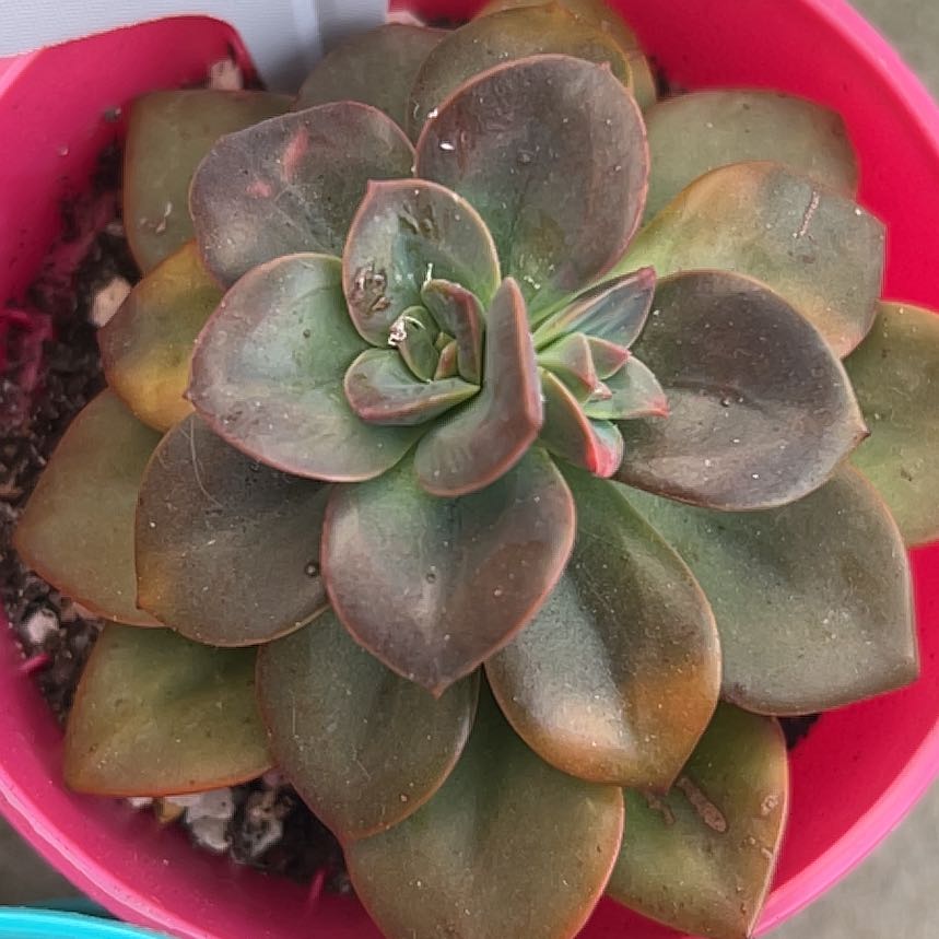 Photo of the plant species Echeveria 'Chroma' by @SuperblyTaraire named Echeveria on Greg, the plant care app