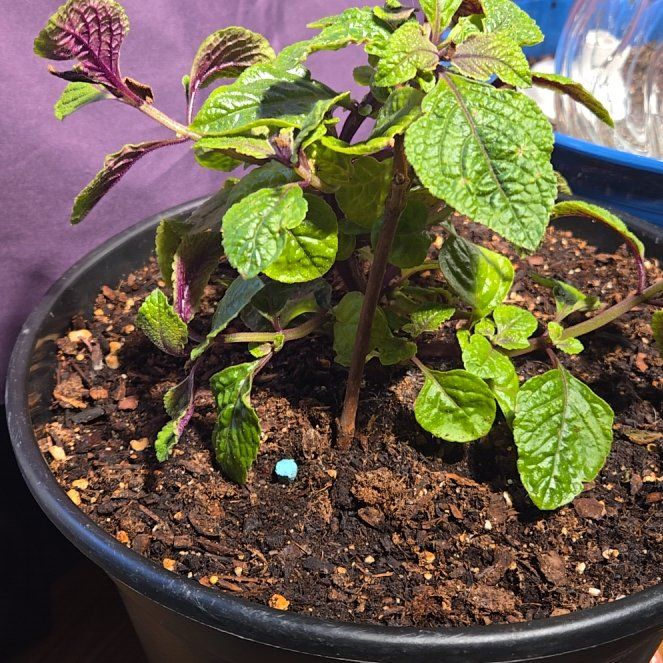 Photo of the plant species Purple Swedish Ivy by @TyHaxton named Huckleberry Fern on Greg, the plant care app