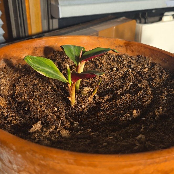 Photo of the plant species Variegated Banana by @TyHaxton named Bananarama on Greg, the plant care app
