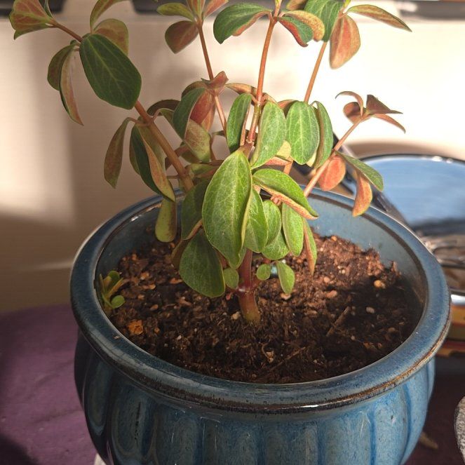 Photo of the plant species Peperomia verticillata 'Red Twist' by @TyHaxton named Red Fern on Greg, the plant care app