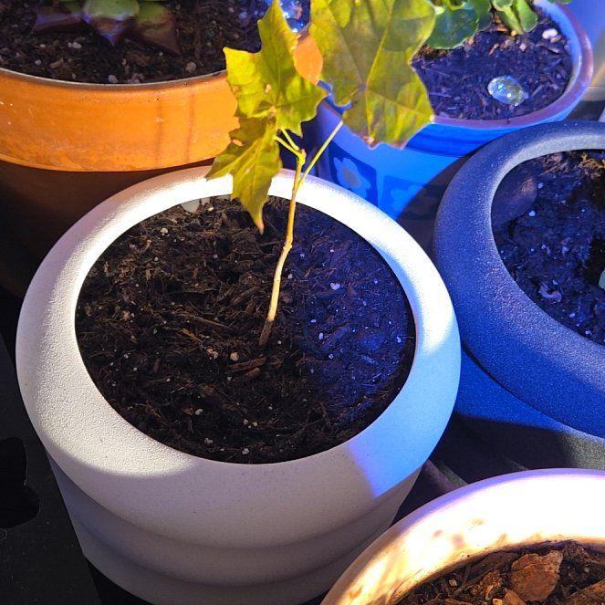 Photo of the plant species Maple Tree by @TyHaxton named Shakira on Greg, the plant care app