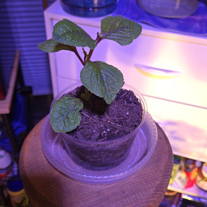 Photo of the plant species Purple Swedish Ivy by @TyHaxton named Foxxy on Greg, the plant care app