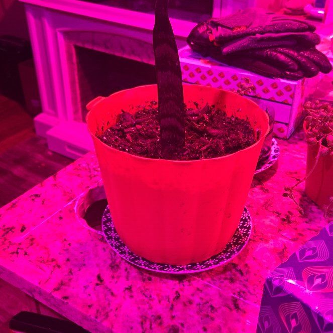 Photo of the plant species Sansevieria zeylanica by @TyHaxton named Zeke on Greg, the plant care app