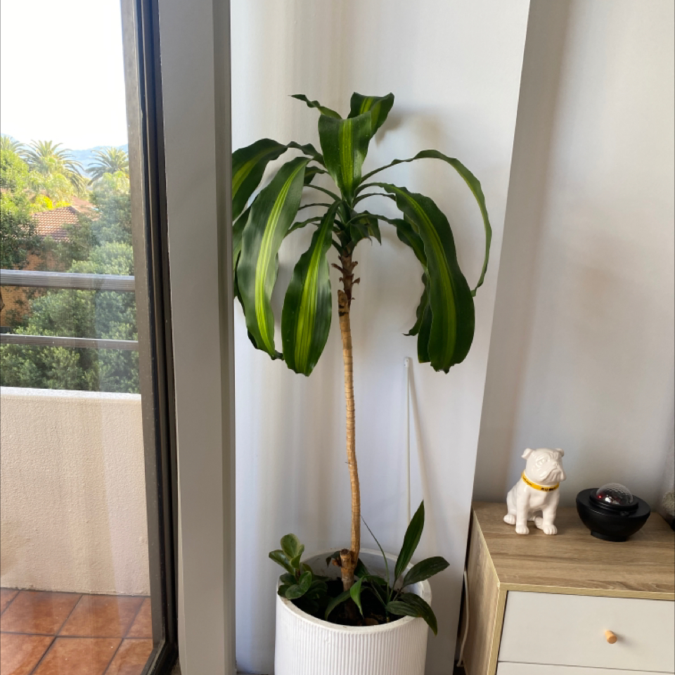 Photo of the plant species Cornstalk Dracaena by @Barnzy named Johnny Farnham on Greg, the plant care app