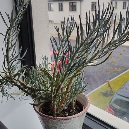 Photo of the plant species Skyscraper Senecio by @PetMaypop24 named Sky on Greg, the plant care app