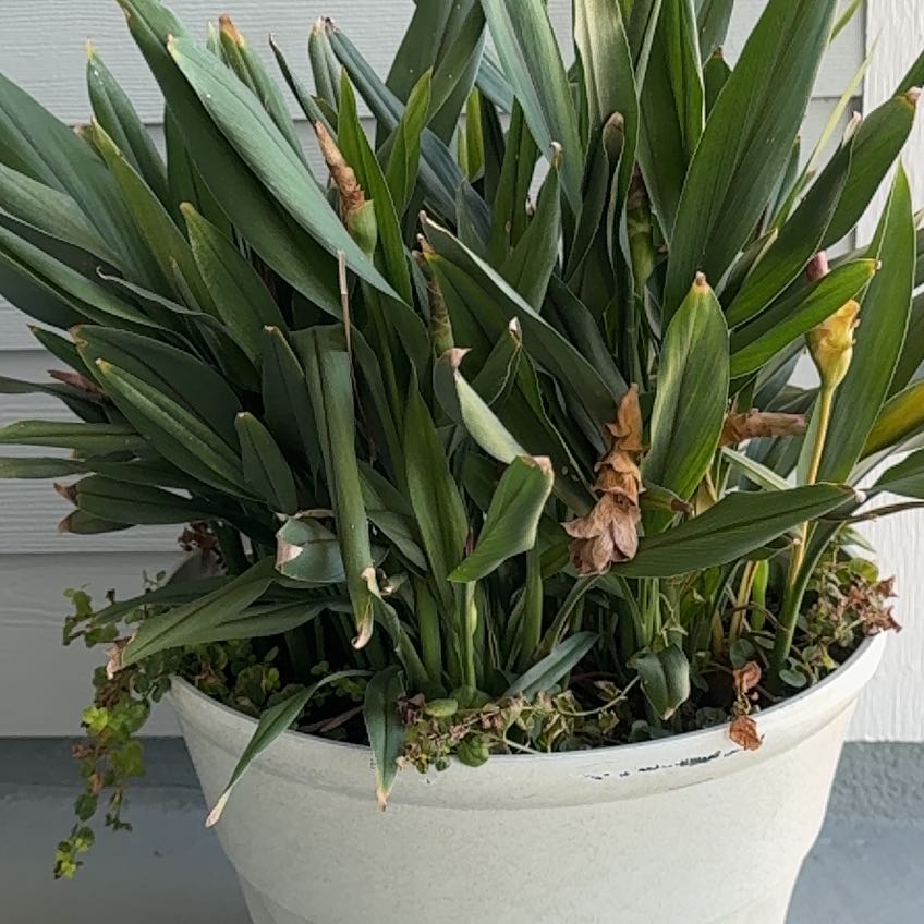 Photo of the plant species Curcuma 'Curleno' by @BiggestLlavea60 named Tree Diddy on Greg, the plant care app