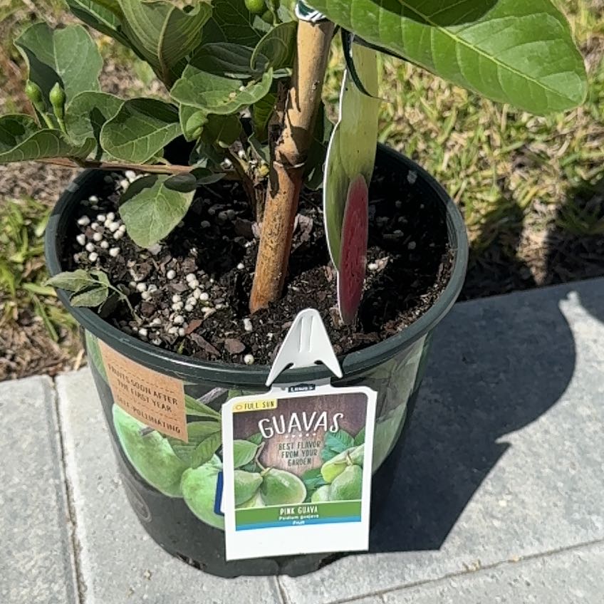 Photo of the plant species Guava Tree by @BiggestLlavea60 named Morgan Treeman on Greg, the plant care app