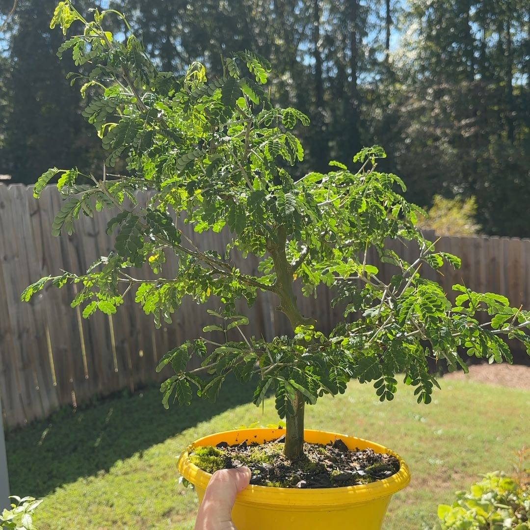 Photo of the plant species Brazilian Rain Tree by @KeyLentil69 named Bigleef Smalls on Greg, the plant care app