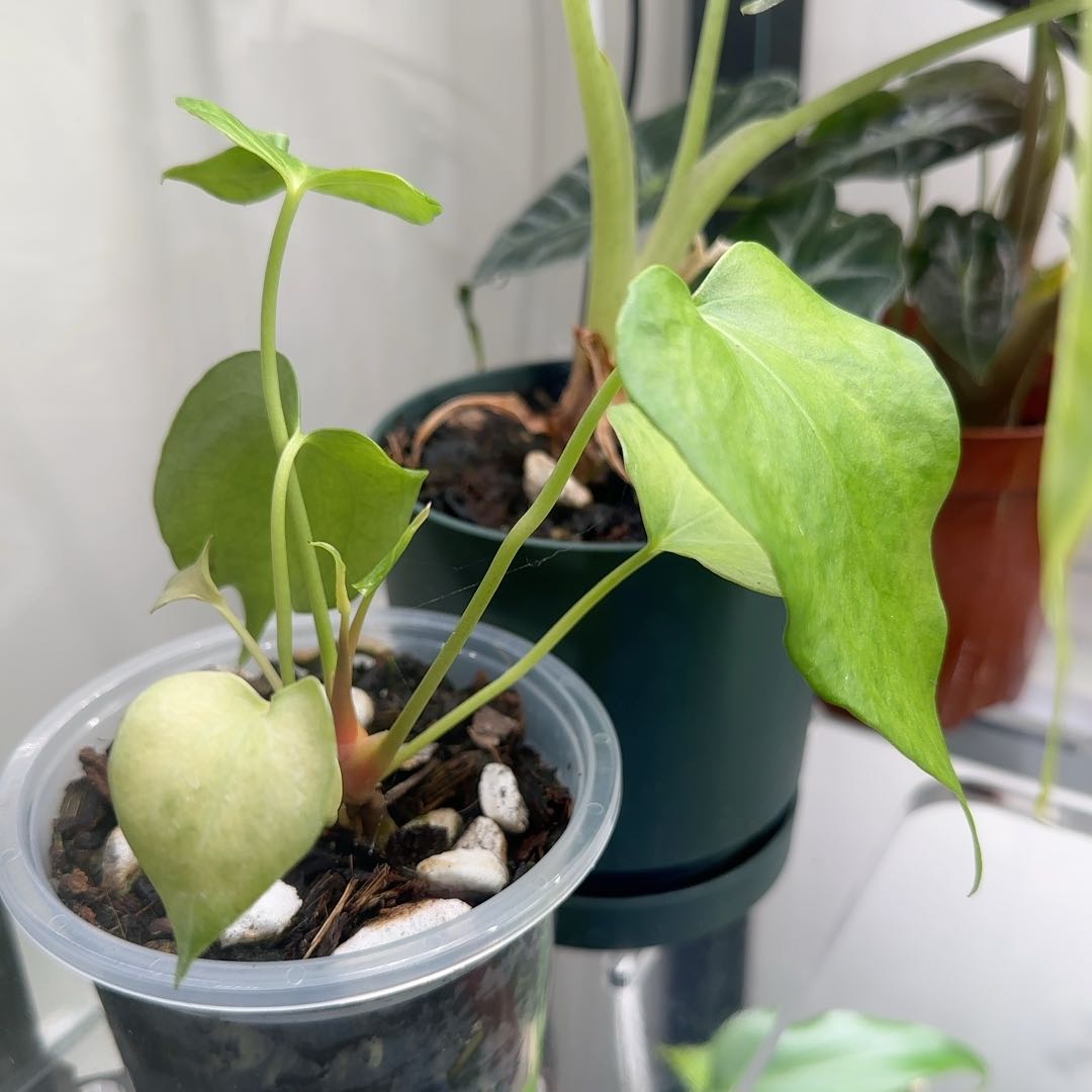 Photo of the plant species Delta Force Anthurium by @KeyLentil69 named Morgan Treeman on Greg, the plant care app