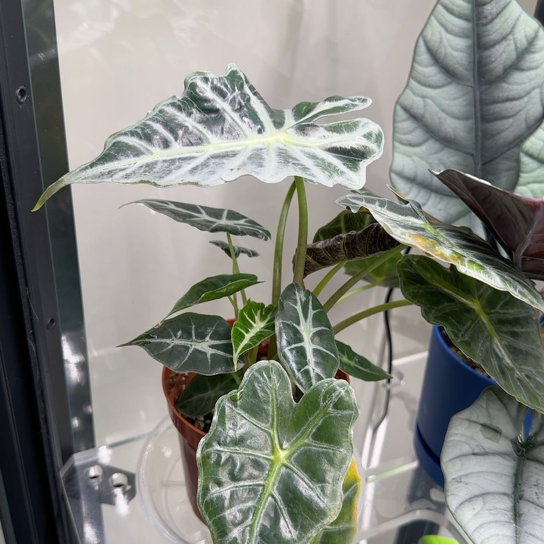 Photo of the plant species Alocasia 'Mandalay' by @KeyLentil69 named Emerson on Greg, the plant care app