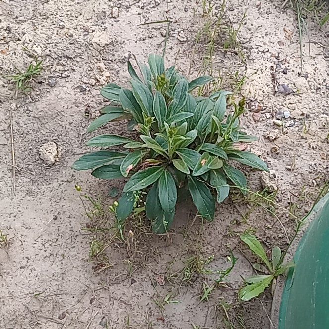 Photo of the plant species Arnoglossum by @StandupFlax56 named Curie on Greg, the plant care app