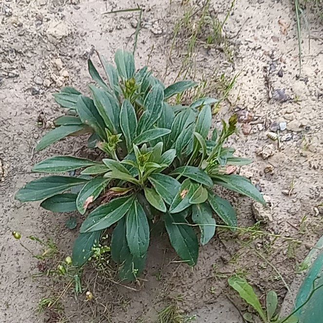 Photo of the plant species Arnoglossum by @StandupFlax56 named Sanders on Greg, the plant care app