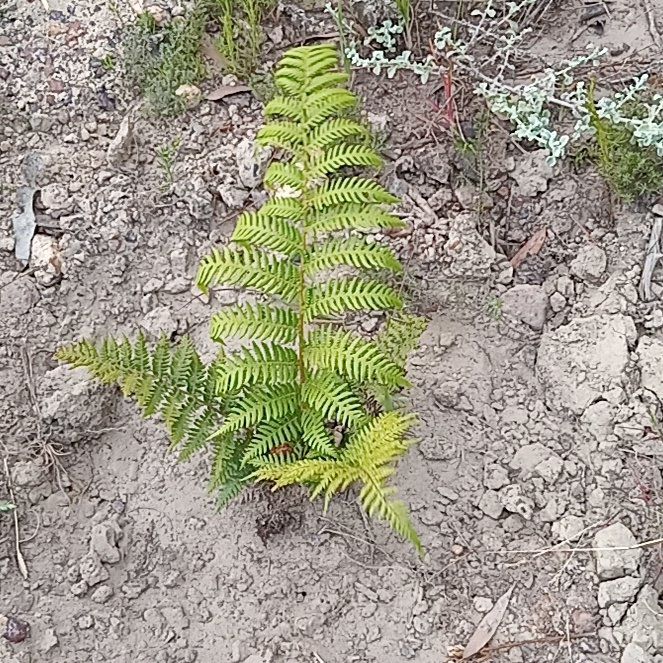 Photo of the plant species Pteridium esculentum by @StandupFlax56 named Athena on Greg, the plant care app