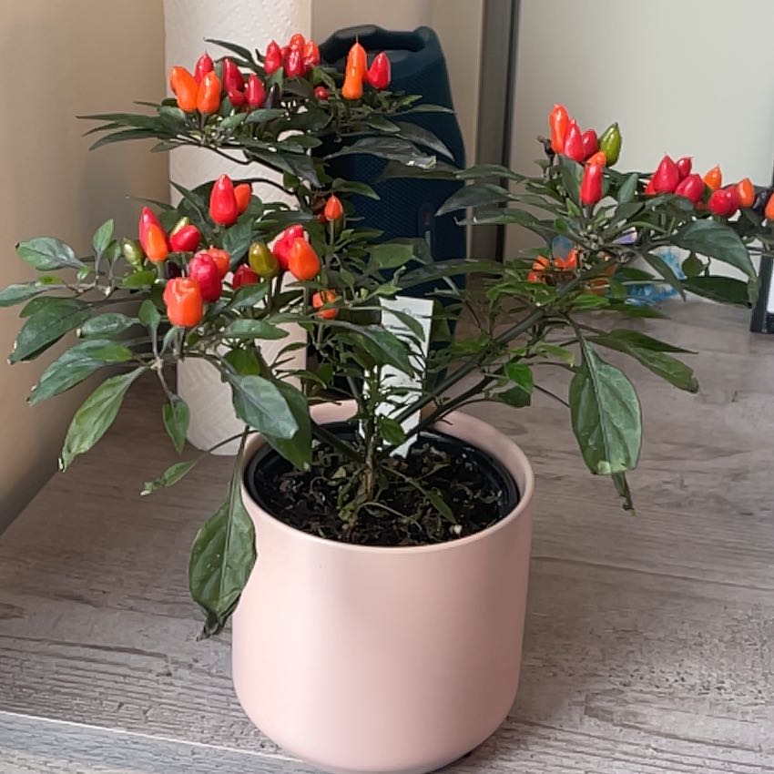 Photo of the plant species Capsicum 'Midnight Fire' by @GoodyZygocactus named Gloriana on Greg, the plant care app