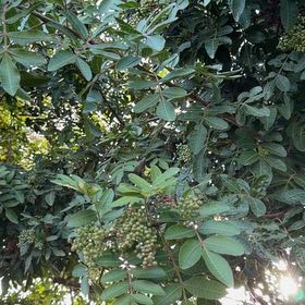 Photo of the plant species Brazilian Peppertree by @GoodTule85 named Tupot amaroot on Greg, the plant care app