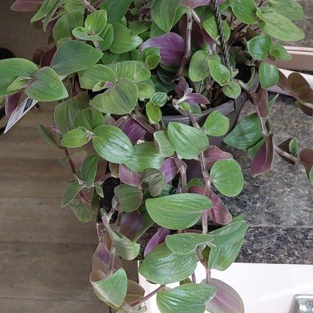 Photo of the plant species Roxxo Inch Plant by @CerebralDill named Elle on Greg, the plant care app