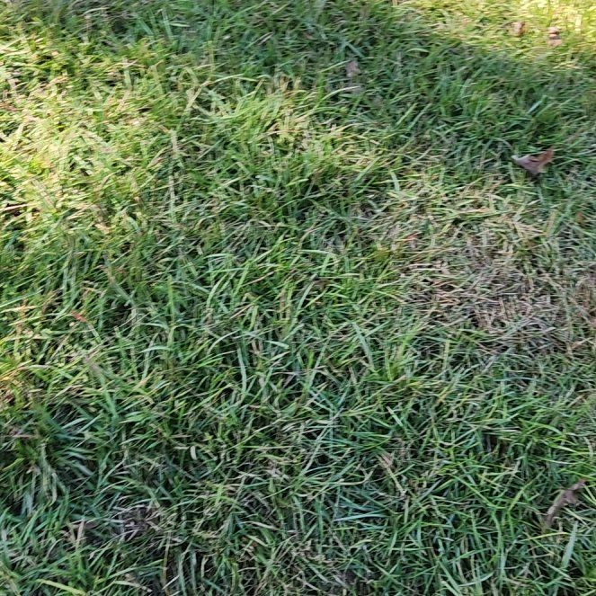 Photo of the plant species Centipedegrass by @UncommonViolet named Marilyn on Greg, the plant care app