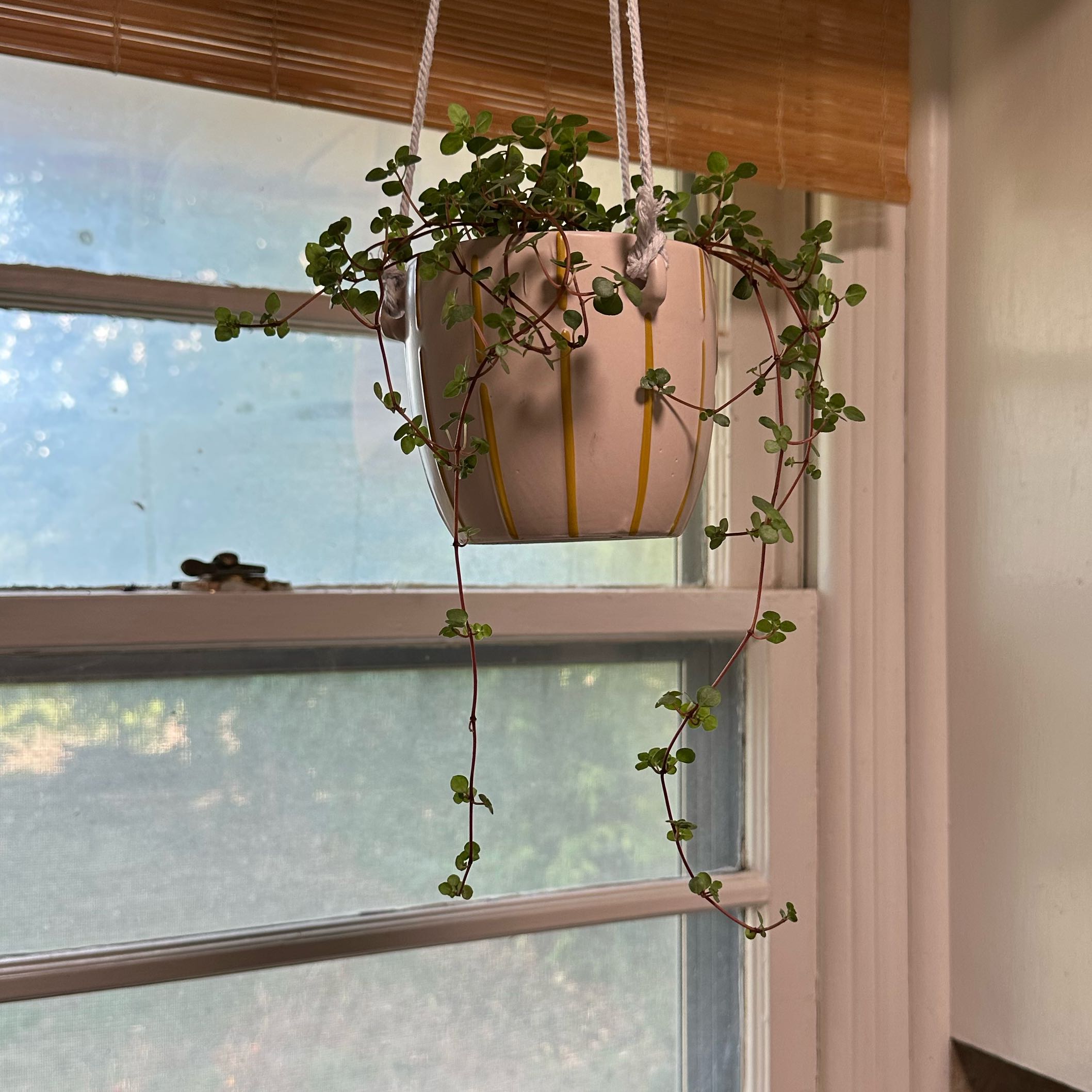 Photo of the plant species Pilea Silver Sparkle by @DapperFeijoa95 named Aria on Greg, the plant care app