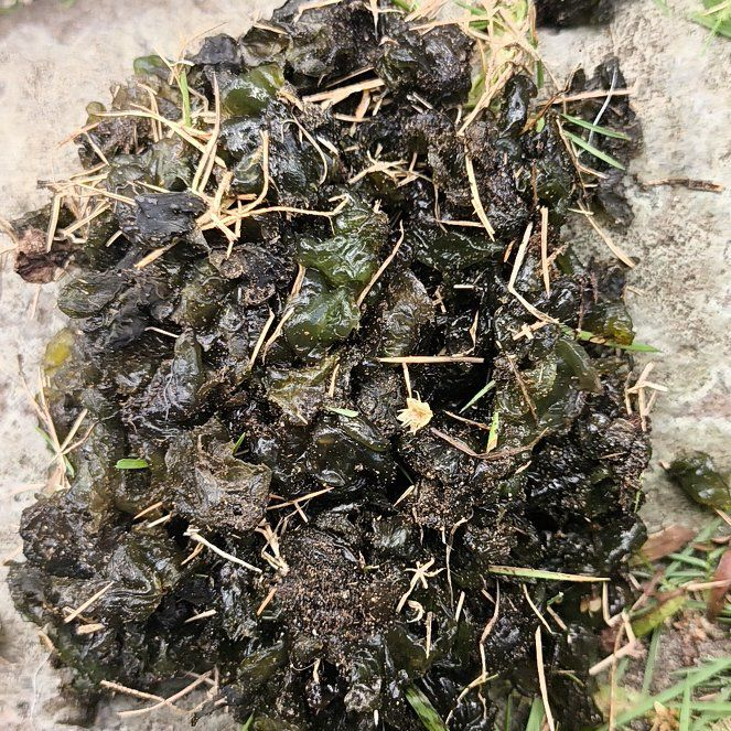 Photo of the plant species Skunk Cabbage by @MeekBoneset91 named Lola on Greg, the plant care app