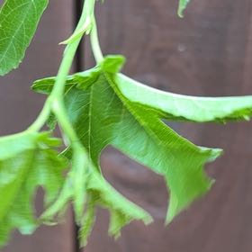 Photo of the plant species Pin Oak by @JazzyRedbush82 named Michelle Branch on Greg, the plant care app