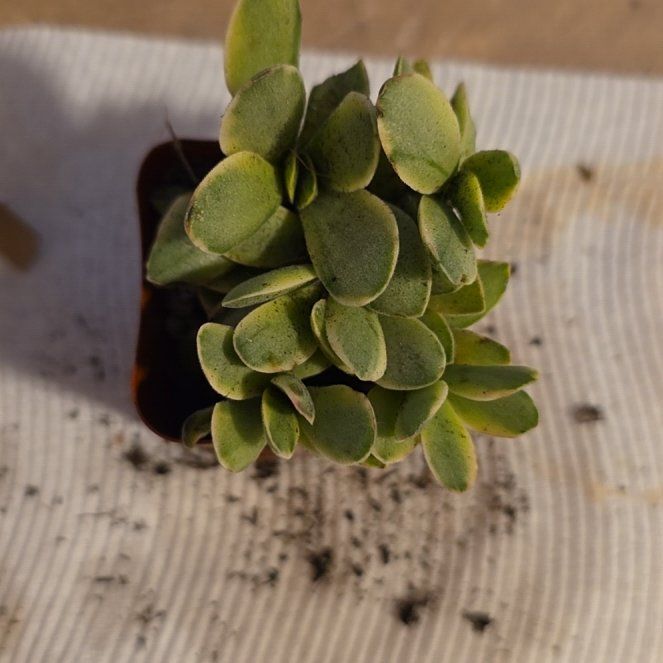 Photo of the plant species Water Spangles by @PeppyPixiecap66 named Marilyn on Greg, the plant care app