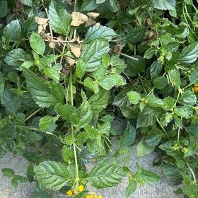Photo of the plant species Blue Porterweed by @FieryIcecaps25 named Messi on Greg, the plant care app