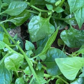 Photo of the plant species New Zealand Spinach by @TryRedpine25 named Gaga on Greg, the plant care app
