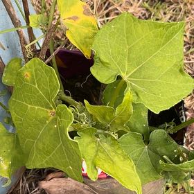 Photo of the plant species Sicyos edulis by @TryRedpine25 named Remington on Greg, the plant care app