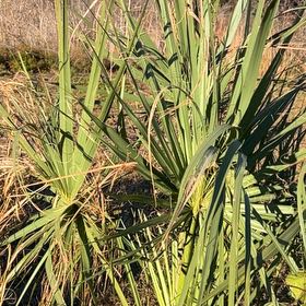 Photo of the plant species Saw Palmetto by @SlickOkra14 named Planty on Greg, the plant care app