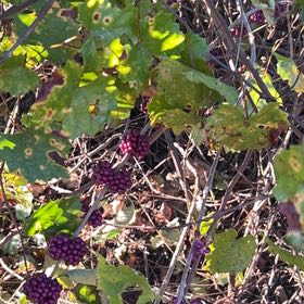 Photo of the plant species Beautyberry by @SlickOkra14 named Harmony on Greg, the plant care app
