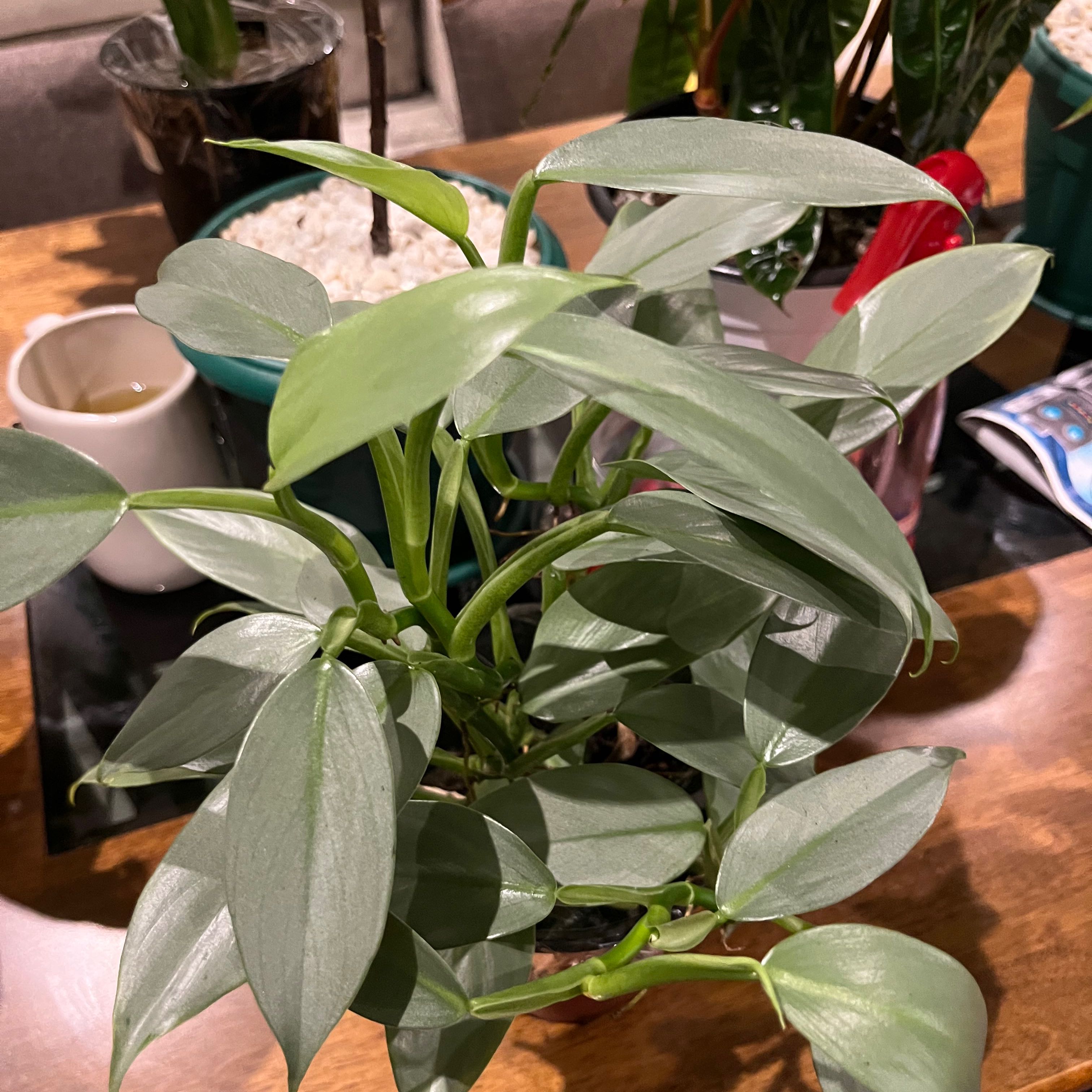 Silver swor | A plant by @Starfisher on Greg