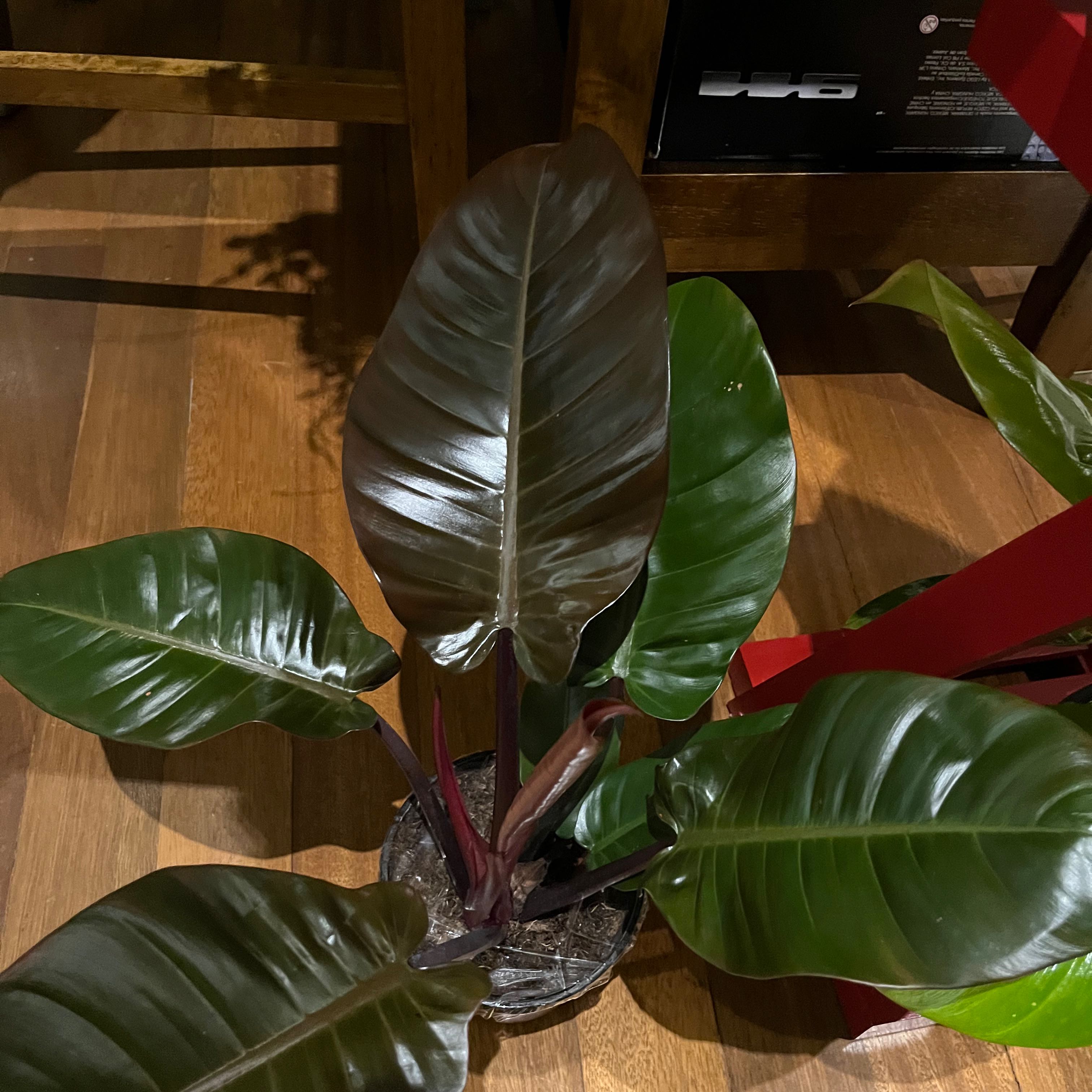 Philodendron 'Black Cardinal' plant with dark, glossy leaves in a pot.