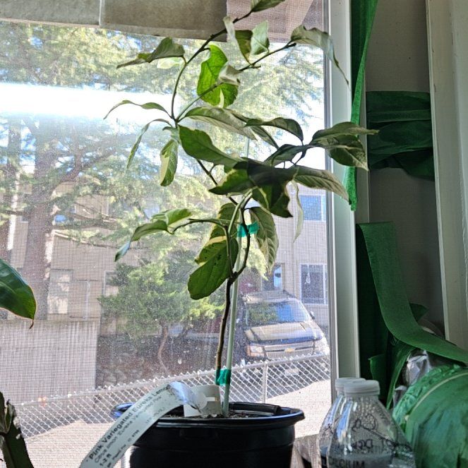Photo of the plant species Pink Lemonade Lemon by @SoothingAlfalfa named Delilah on Greg, the plant care app