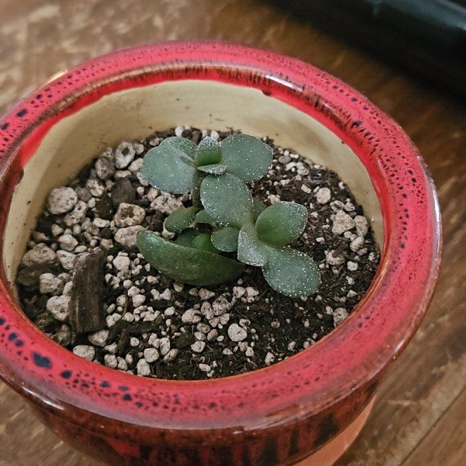 Photo of the plant species Mini Jade by @SoothingAlfalfa named Athena on Greg, the plant care app