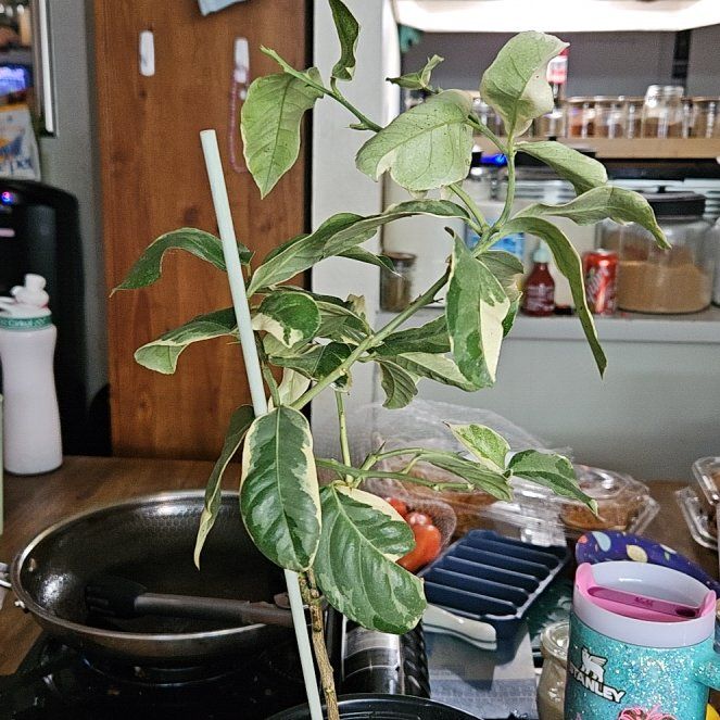 Photo of the plant species Pink Lemonade Lemon by @SoothingAlfalfa named Sage on Greg, the plant care app