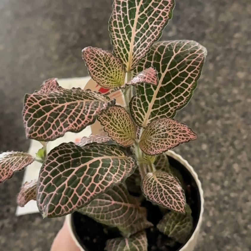 Photo of the plant species 'Ruby Red' Nerve Plant by @GemWinika8 named Figyonce on Greg, the plant care app